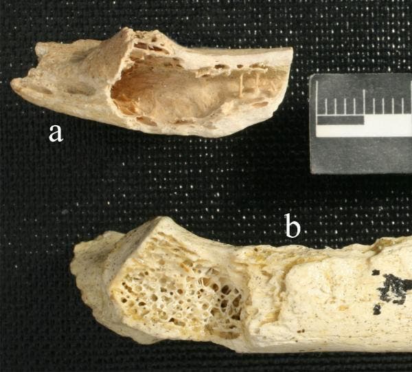 NEANDERTHAL