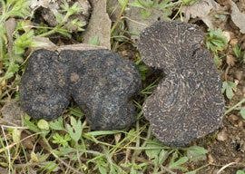 Tuber-melanosporum-Trufa