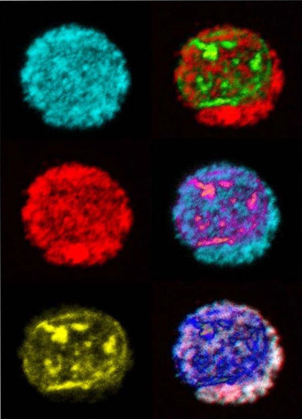 Epigenética, el interruptor del gen