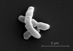 acné bacteria