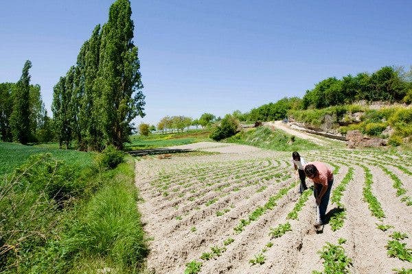 Agricultura