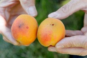 frutas de primavera