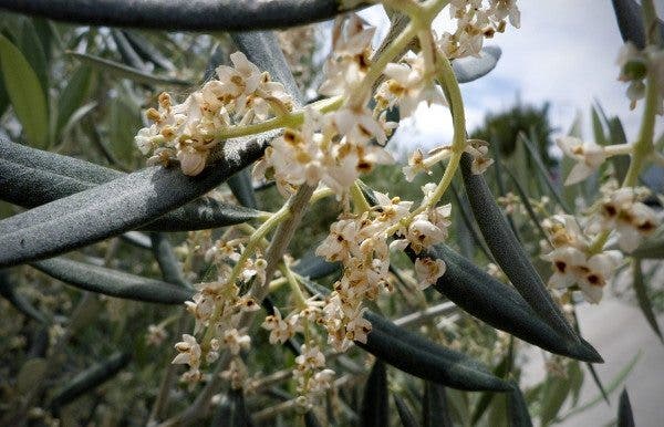 Alergia olivos