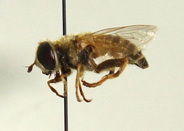 Insectos