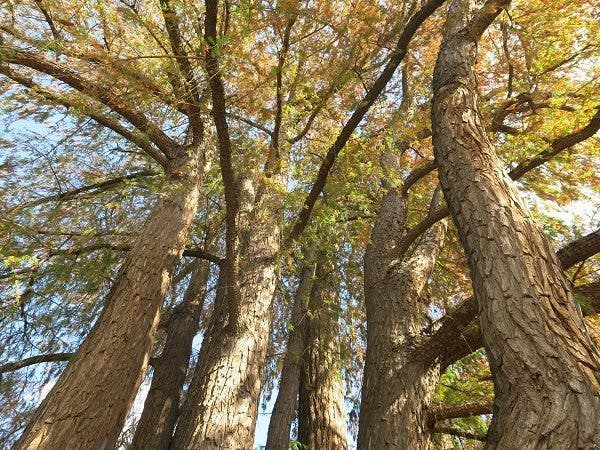 Imagen del ahuehuete en los jardines del parterre del Retiro de Madrid. Efesalud.com