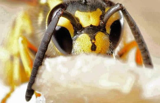 picadura avispa