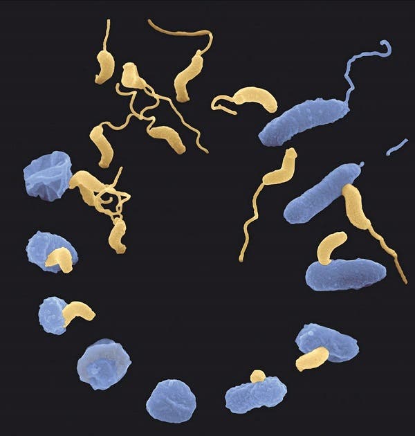 bacterias multirresistentes