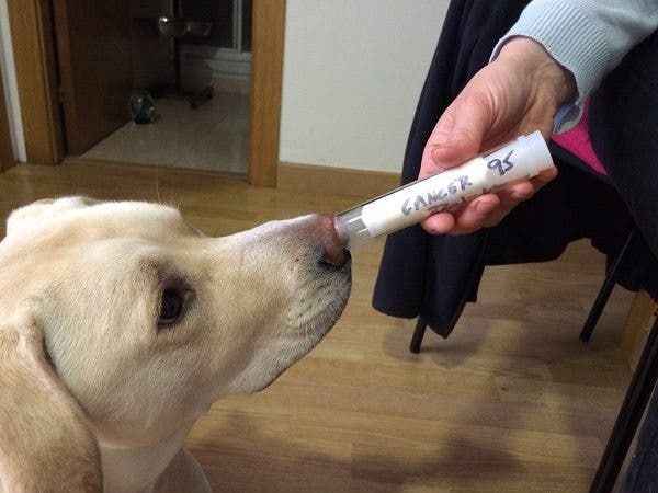 perro cáncer