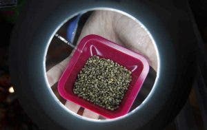 cannabis