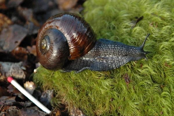 caracol