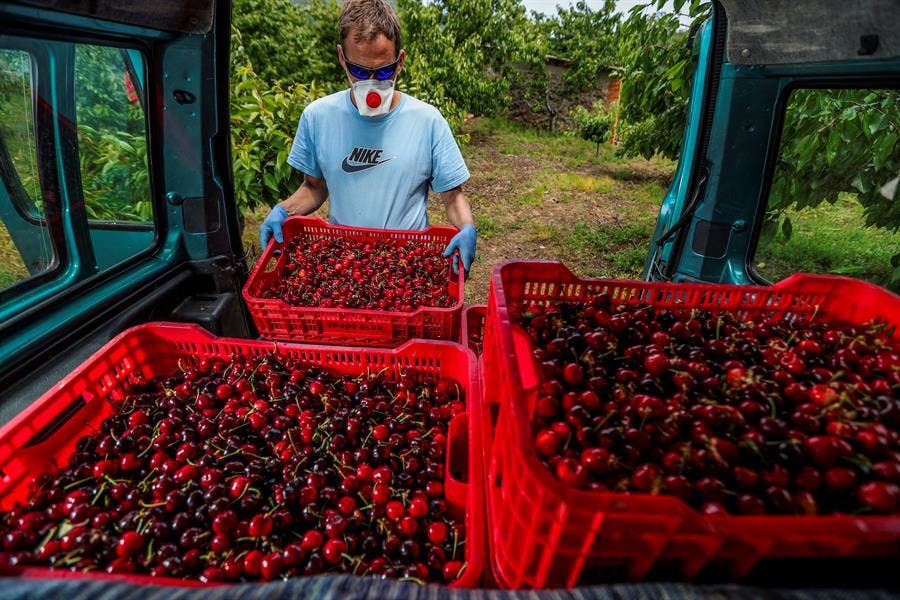 Cáceres, cereza, pastoril, ganado, gastronomía, Extremadura, cocina, abecedario, alimentación, nutrición
