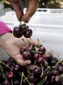 cerezas 