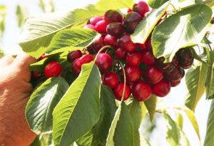 cerezas 
