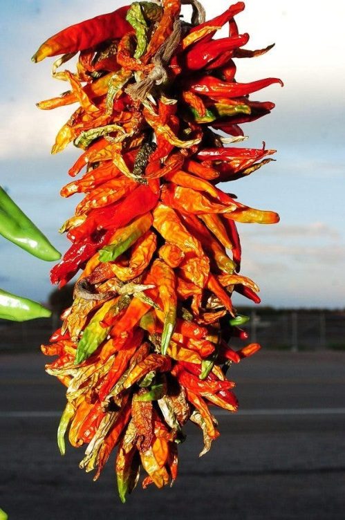 Primer plano de algunos de los chiles que se cultivan en la ciudad de Hatch, en el estado de Nuevo México (EEUU). Efesalud.com