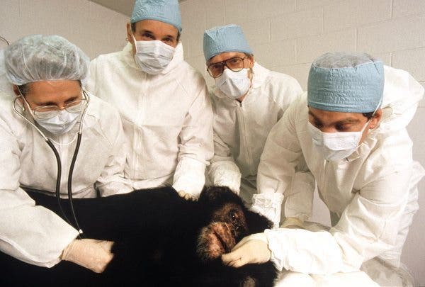 Una gelatina vaginal protegería del VIH, aplicada antes o después del coito