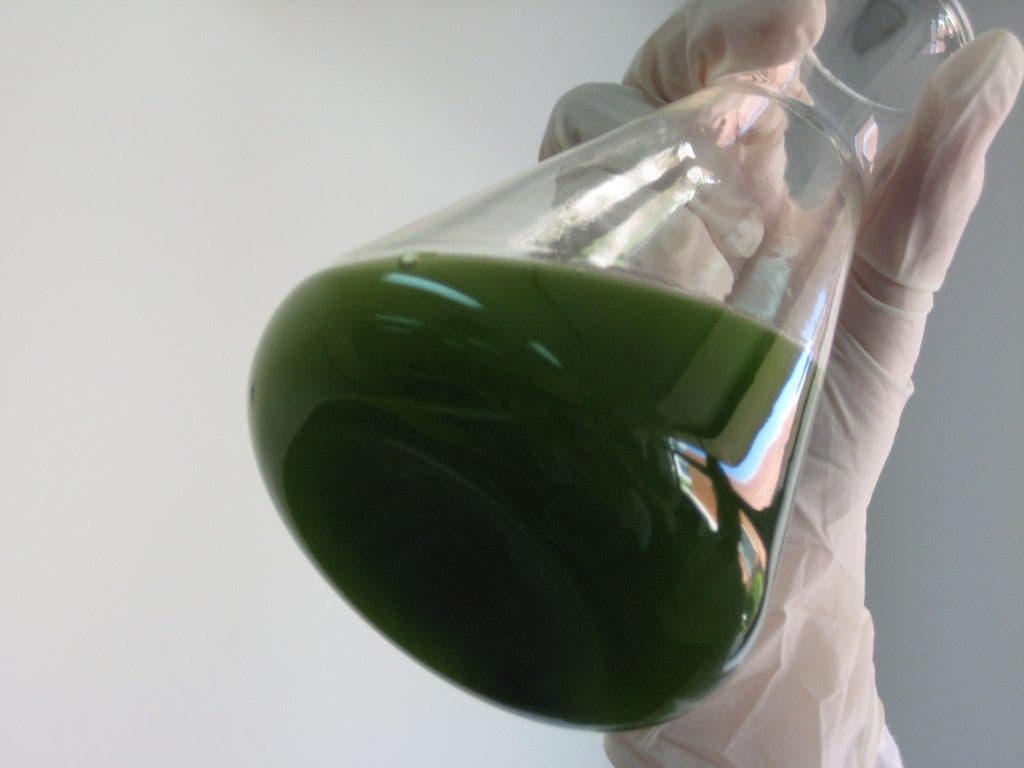chlorella
