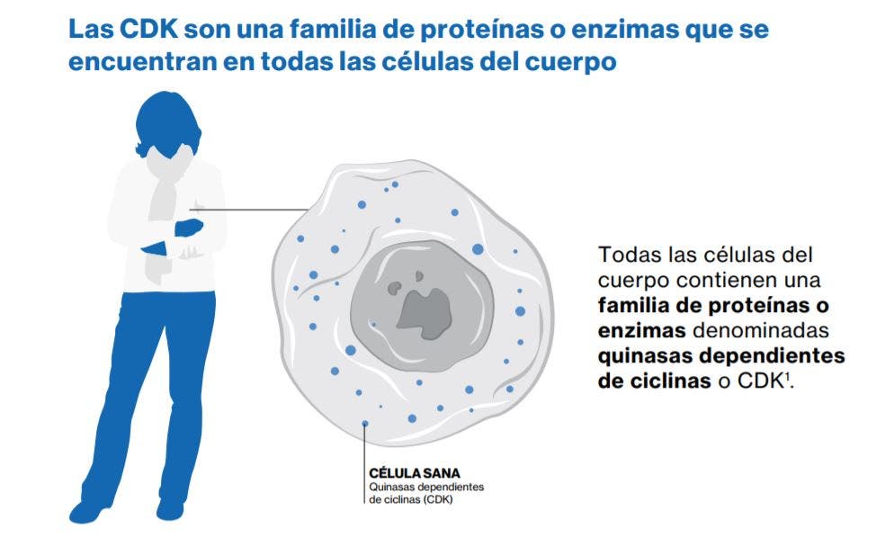 ciclinas