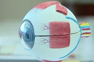 Maqueta del exterior de un globo ocular 