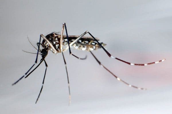 cambio climático enfermedades infecciosas