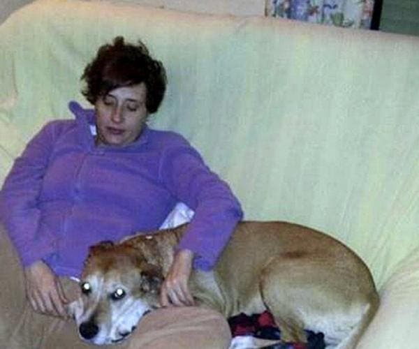 perros y ebola