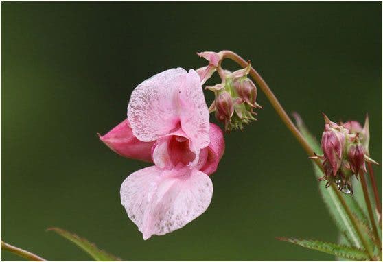 flores de bach