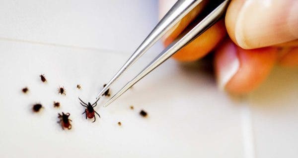 picaduras insectos