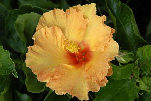 hibiscus