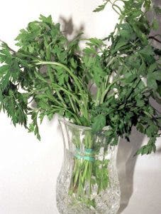 hierbas aromaticas perejil