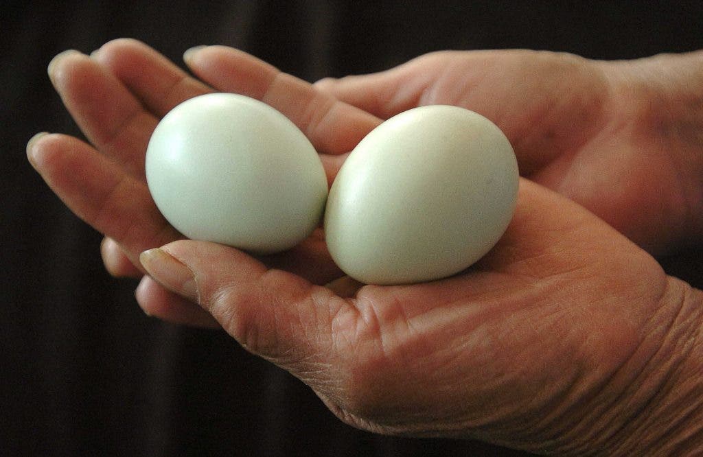 Dos huevos verdes de "Rabanita" la que fuera la más famosa de las gallinas mexicanas en el año 2008. 