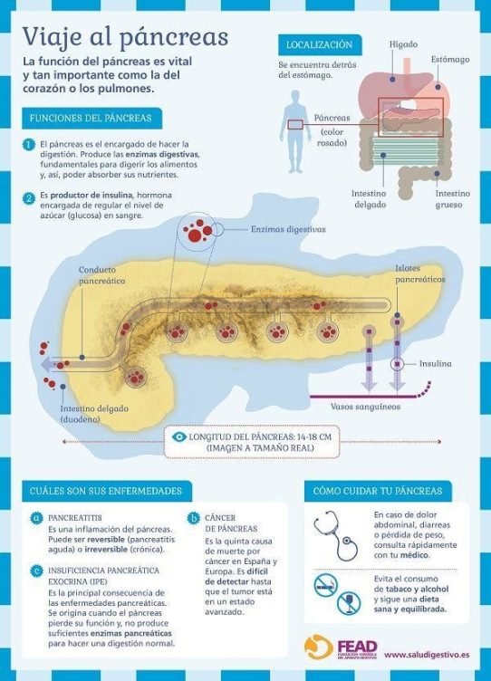 Infografía sobre las partes del páncreas. Efesalud.com