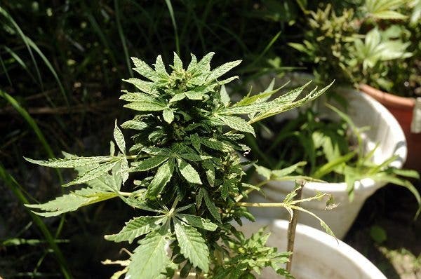 marihuana