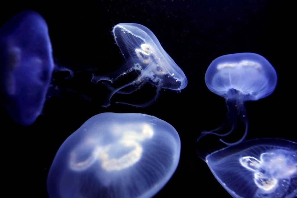 medusas playas