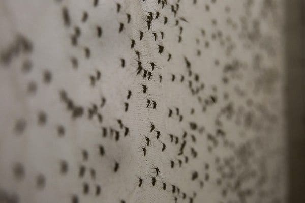 Fotografía de mosquitos modificados genéticamente en Piracicaba, estado de Sao Paulo (Brasil). Una legión semanal de 800.000 mosquitos transgénicos combate en la ciudad brasileña de Piracicaba el Aedes aegypti, un transmisor del dengue y el zika que ha puesto en jaque a las autoridades sanitarias de Brasil y otros países de Latinoamérica. Los mosquitos transgénicos, cuya comercialización todavía está pendiente de aprobación por parte de los órganos reguladores, se aparejan en libertad con las hembras salvajes y transmiten el "gen letal" a sus descendientes, por lo que la nueva generación de mosquitos muere antes de llegar a la fase adulta, disminuyendo así su población. EFE/Sebastião Moreira
