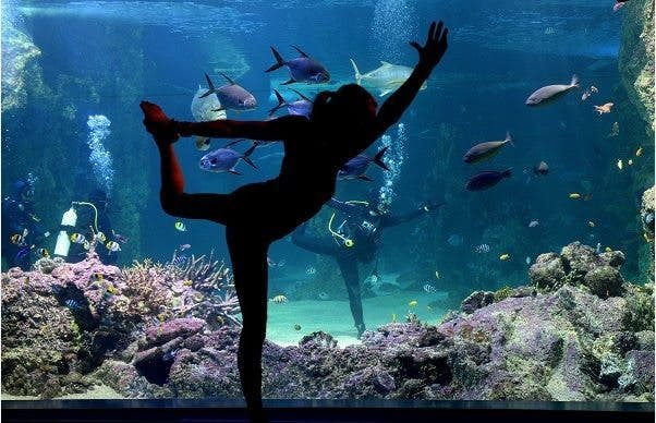 La instructora de yoga Sasha Hawley dirige una clase en el oceanario de Sidney (Australia). EFE/Dan Himbrechts