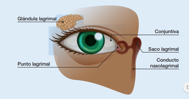 ojos seco