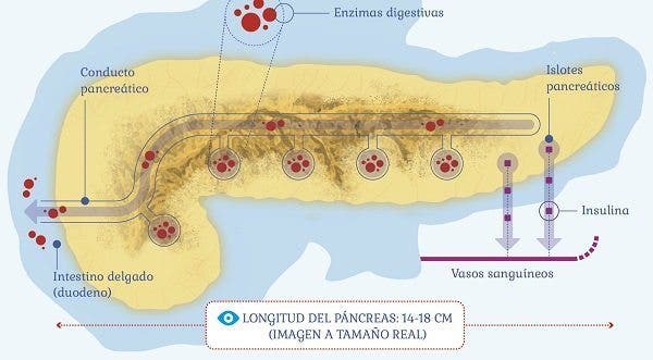la digestion