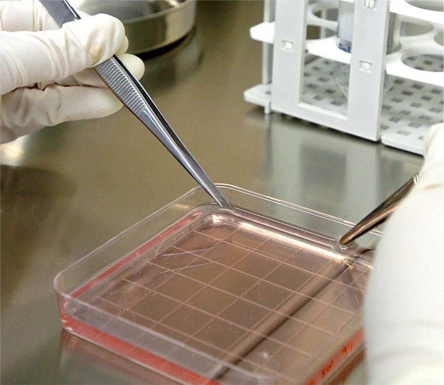 piel humana laboratorio