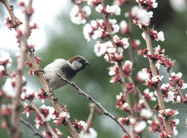 Primavera