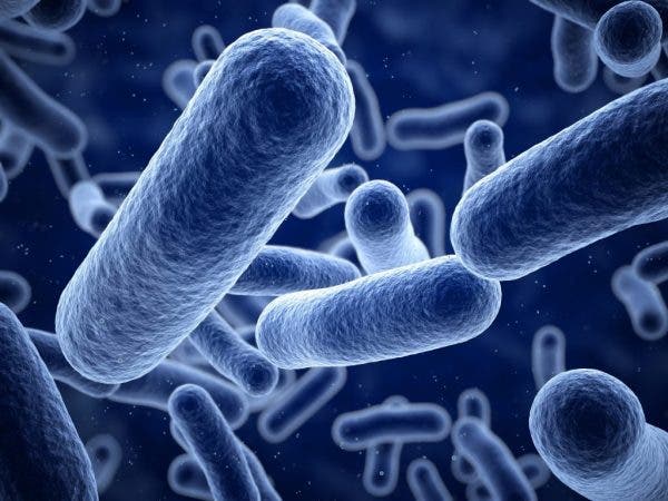 microbioma