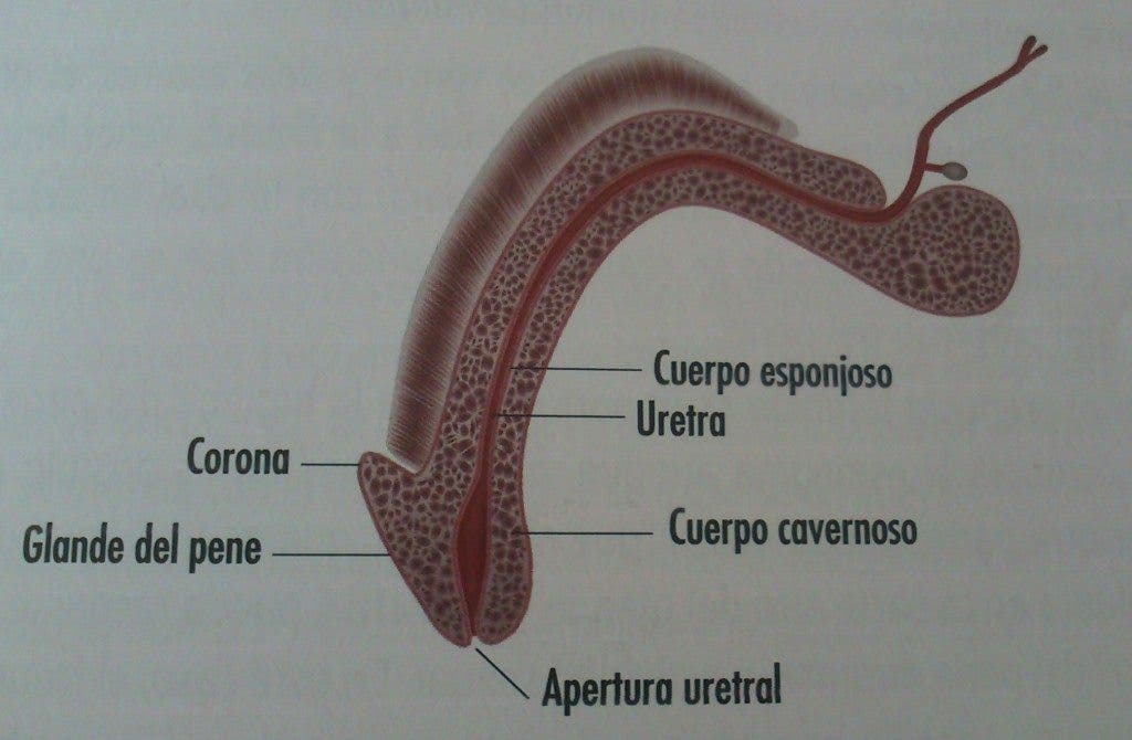 Trasplante pene cirugía