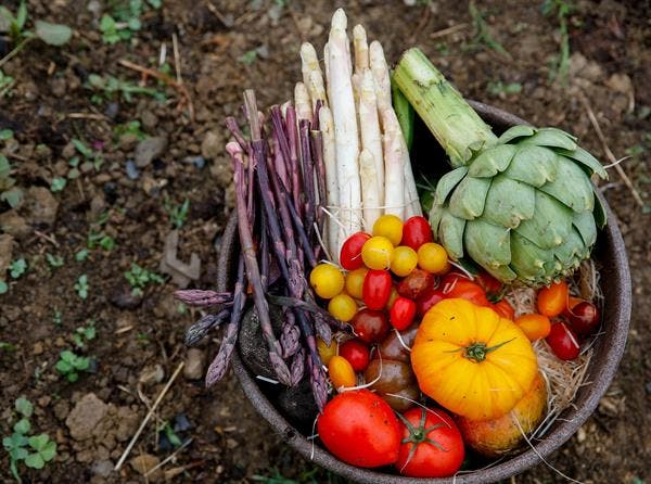 variedad de especies vegetales verduras