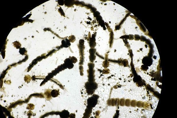 Aedes Aegypti