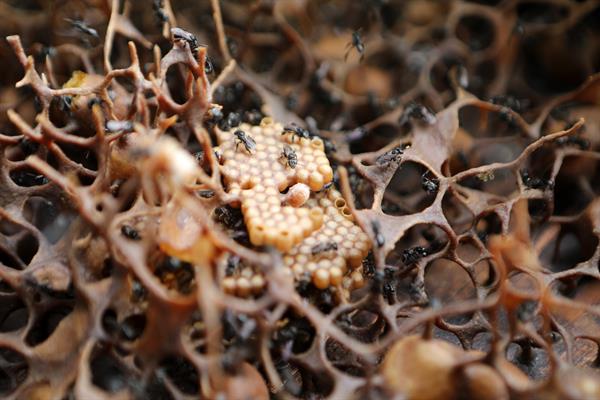 abejas miel