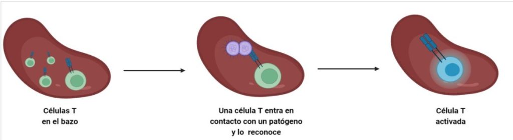 linfocitos T, inmunidad