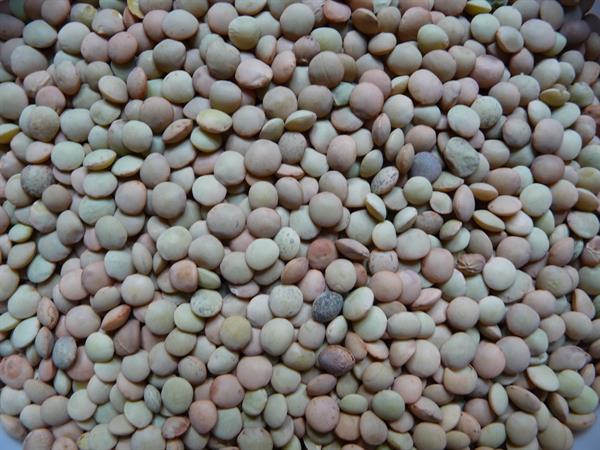 etiquetas ecológicas, lentejas