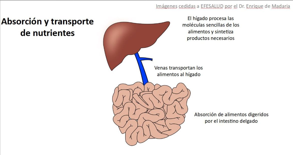Aparato digestivo: Absorción y transporte de alimentos