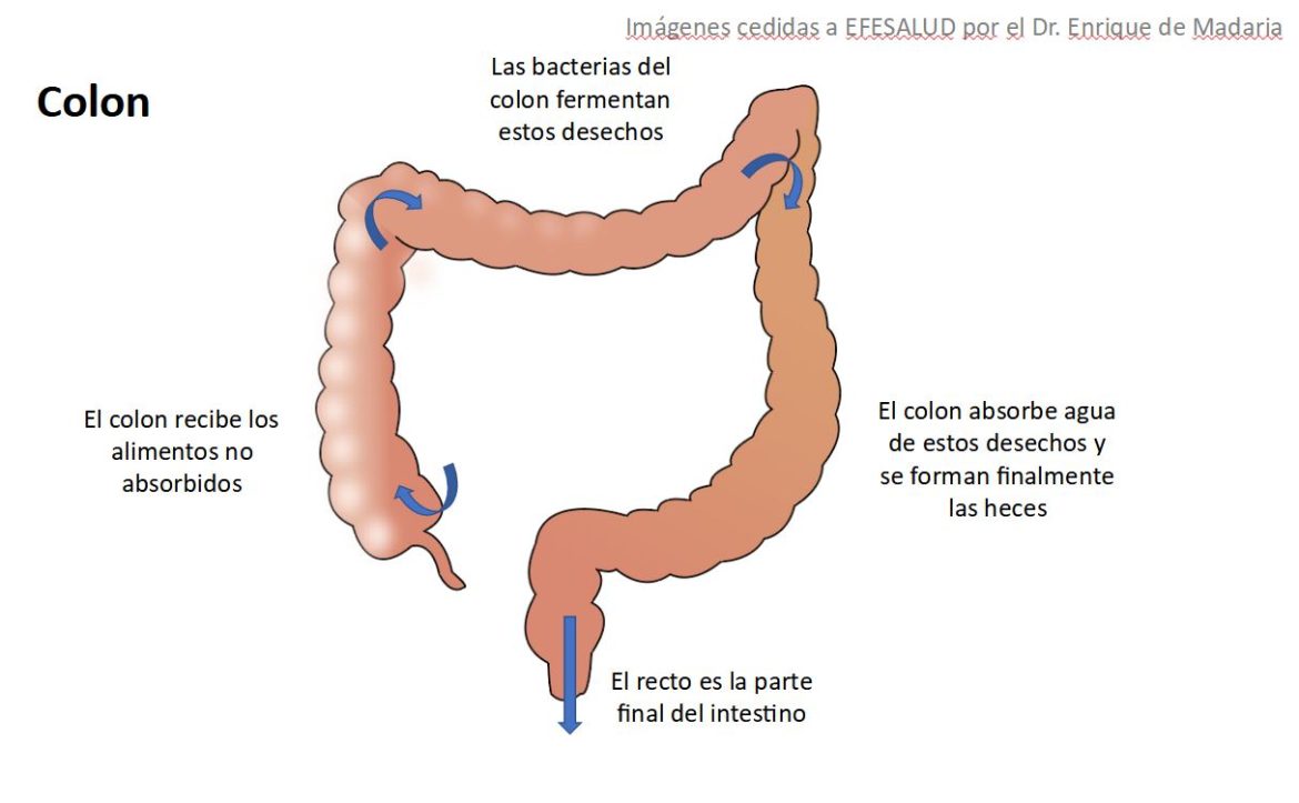 Aparato digestivo: colon o intestino grueso