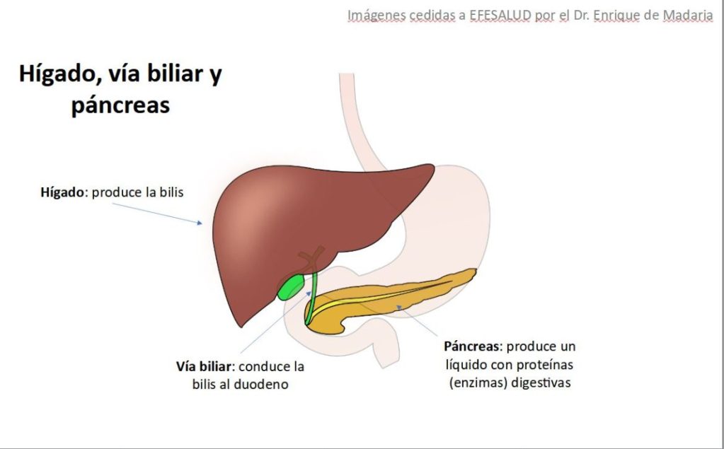 Aparato digestivo: Hígado, vía biliar y páncreas.