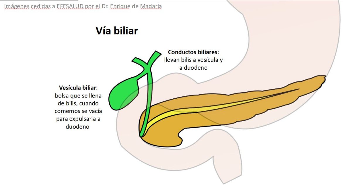 Aparato digestivo: vesícula biliar
