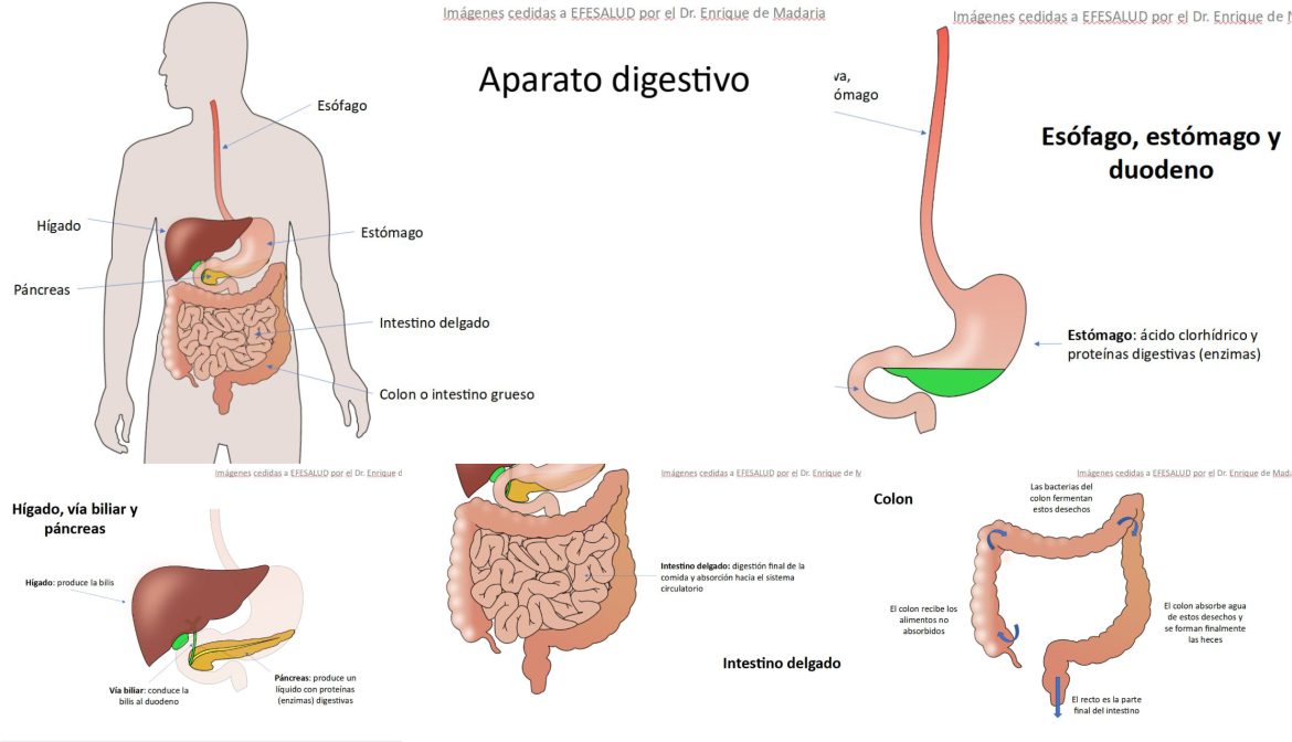 cuidas tu sistema digestivo